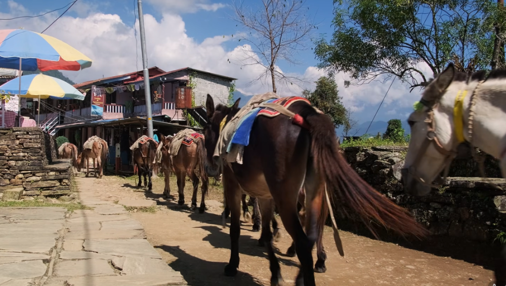 Trek to Low Camp (2,970 m)