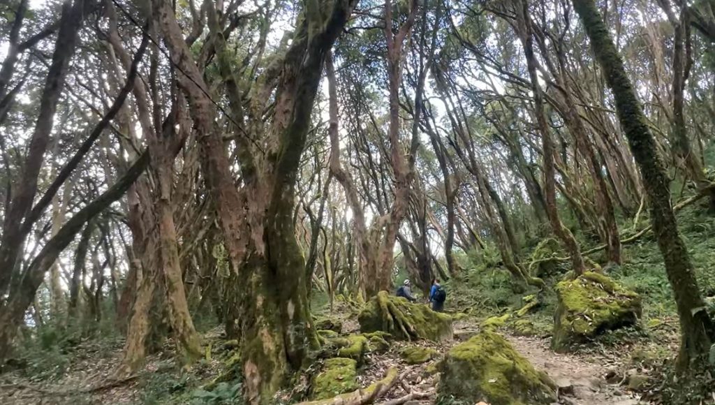 Drive to Nayapul (1,070 m) and trek to Tikhedhunga (1,540 m)